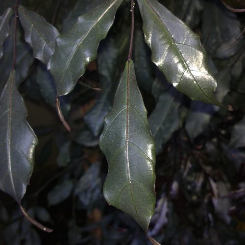 Fotomacro Nokia n9 - review. Sempre que se fala em nokia, bate uma saudade daquele tempo em que a finlandesa tinha os celulares mais legais, ainda que o melhor de tudo fosse poder jogar snake. Me vem à cabeça também o tempo em que o n95 era estado-da-arte em termos de smartphone: câmera de 5mp, slider para cima e para baixo - evidenciando o teclado ou os comandos de música, quando não era obrigatório haver touchscreen -, câmera frontal, conectividade 3g, wi-fi, bluetooth... Porém, houve uma grande reviravolta no mercado de smartphones, novos aparelhos e sistemas operacionais surgiram, e a nokia ficou para trás com o symbian. Mas, com o excelente n9, acredito que ela mostra que está ressurgindo como peça importante neste mercado...