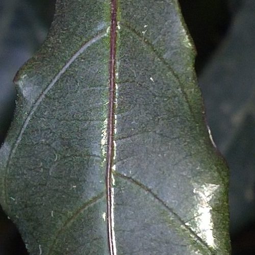 Fotomacrodetalhe Nokia n9 - review. Sempre que se fala em nokia, bate uma saudade daquele tempo em que a finlandesa tinha os celulares mais legais, ainda que o melhor de tudo fosse poder jogar snake. Me vem à cabeça também o tempo em que o n95 era estado-da-arte em termos de smartphone: câmera de 5mp, slider para cima e para baixo - evidenciando o teclado ou os comandos de música, quando não era obrigatório haver touchscreen -, câmera frontal, conectividade 3g, wi-fi, bluetooth... Porém, houve uma grande reviravolta no mercado de smartphones, novos aparelhos e sistemas operacionais surgiram, e a nokia ficou para trás com o symbian. Mas, com o excelente n9, acredito que ela mostra que está ressurgindo como peça importante neste mercado...