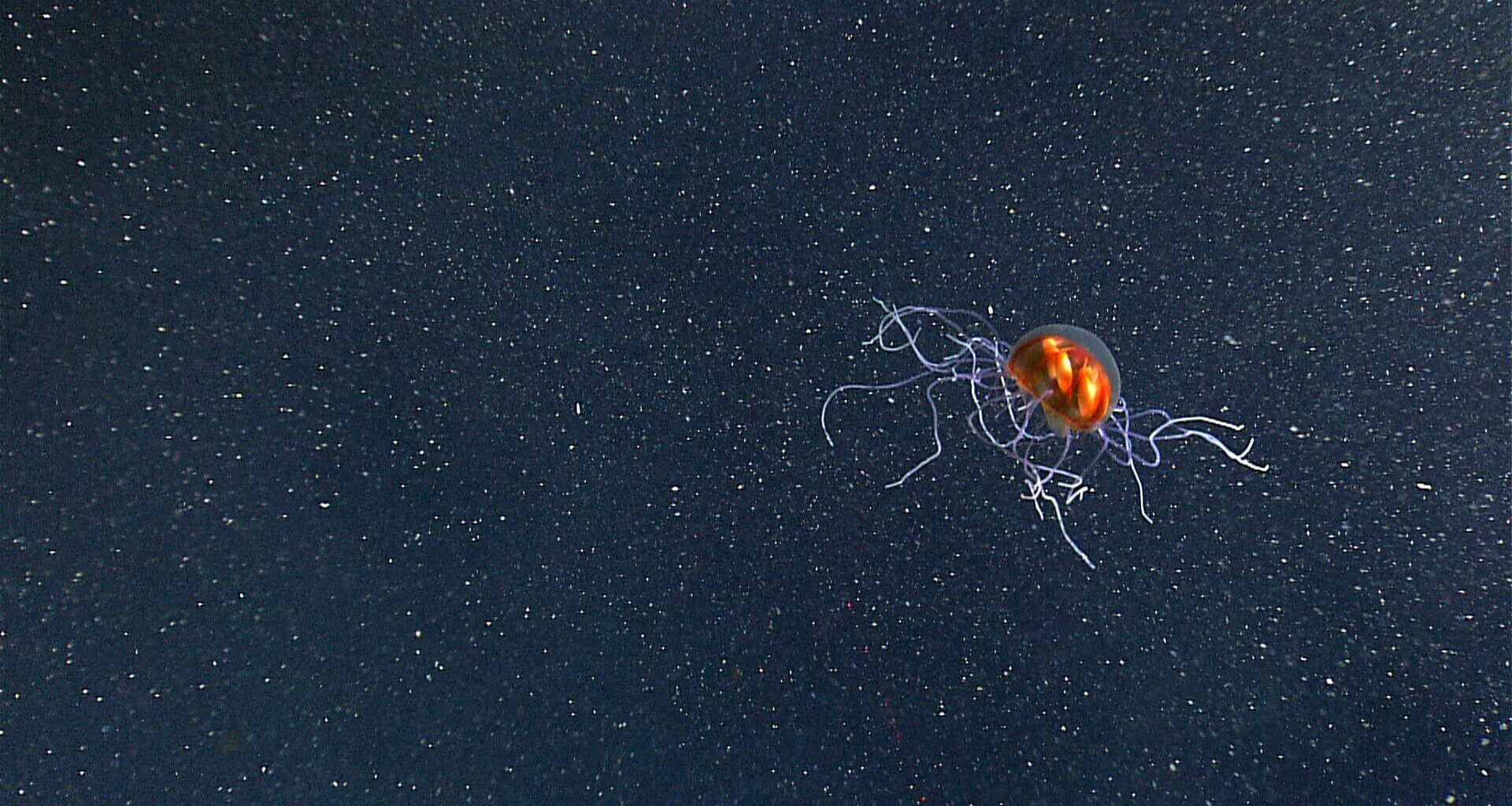 Smt jellyfish p1