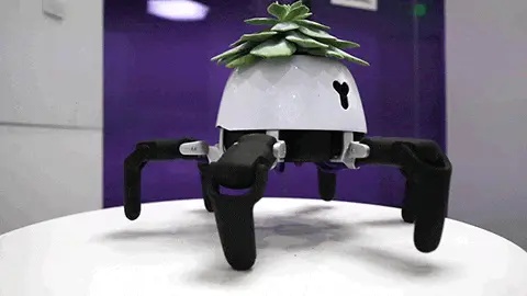 Robô com planta em seu compartimento ajuda humanos no cultivo Robô