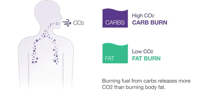 Lumen est capable de lire votre métabolisme et de vous aider à perdre du poids Lumen est capable de lire votre métabolisme et de vous aider à perdre du poids. Lumen est capable de lire l'air expiré par le corps et de dire si le métabolisme utilise les glucides comme source d'énergie ou la graisse corporelle.