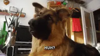 Confira os gifs mais usados pelos brasileiros em 2018 Huh o que gifs