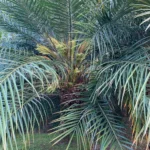 Review: iphone xr é a aposta da apple que deu certo Iphone xr camera sample 1 1