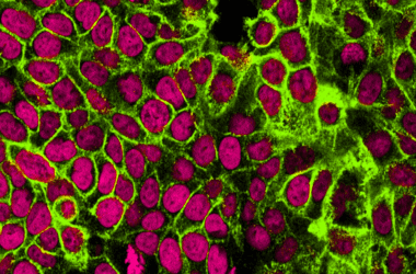 Cancer cure israeli scientists 1200x630