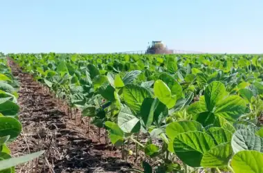Plantação rural agropecuaria