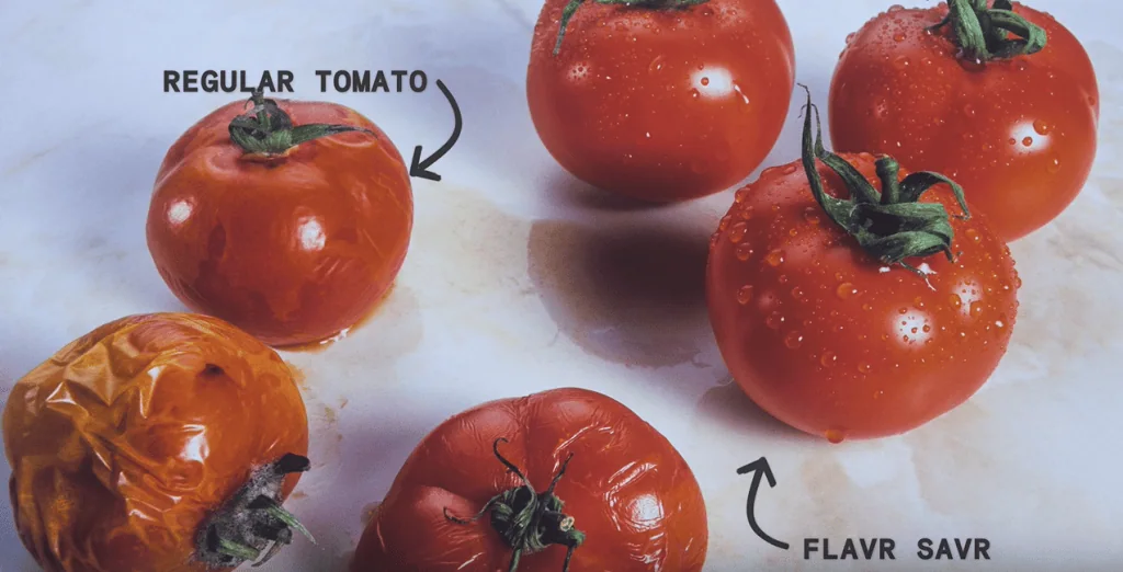 GVO-Lebensmittel: Müssen wir uns Sorgen machen? Sechs Tomaten. Drei verwelkte, gewöhnliche und drei neue genetisch veränderte.