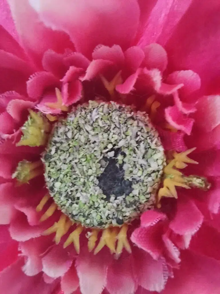 Review: huawei nova 5t traz quatro câmeras recheadas de ia e bateria para o dia inteiro Resultado obtido com a lente macro do huawei nova 5t