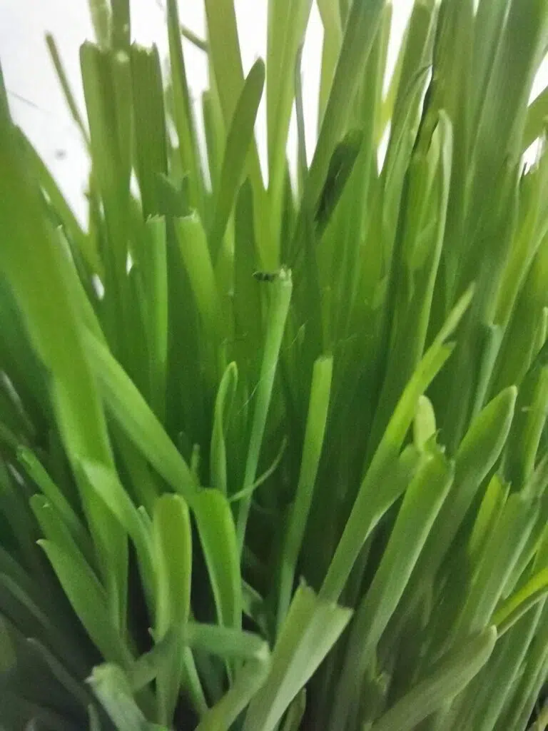 Review: huawei nova 5t traz quatro câmeras recheadas de ia e bateria para o dia inteiro Resultado obtido com a lente macro do huawei nova 5t