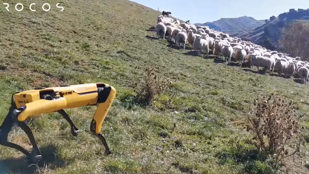 Cachorro robô auxiliando o gado em fazenda