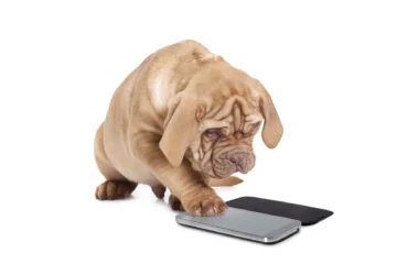 用於照顧狗的應用程序。 手機上的狗類型。