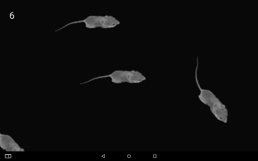 Conheça excelentes aplicativos para quem tem gato Aplicativos excelentes para gatos 3