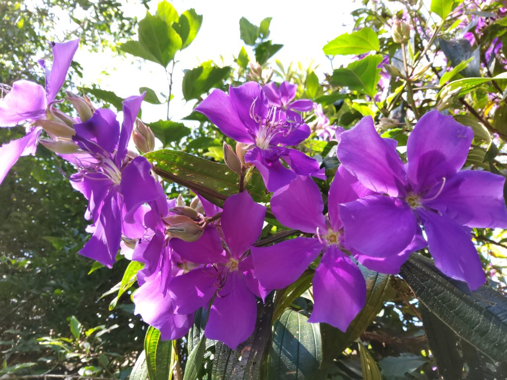 Review galaxy tab s7 é o melhor tablet android no brasil Review galaxy tab s7 é o melhor tablet android no brasil. Análise completa revela que o samsung galaxy tab s7 é o tablet android mais poderoso à venda no brasil, sem travamento algum e repleto de recursos fantásticos