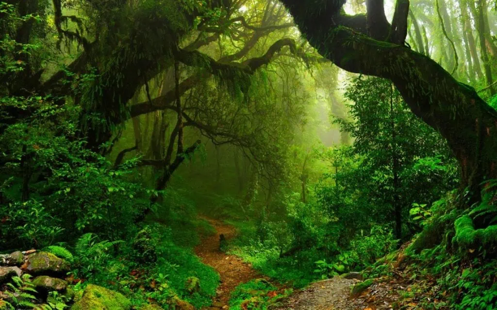 Os 15 melhores temas para windows 10 Aprecie as profundezas exuberantes do rio amazonas, a folhagem verdejante de tortuguero e mais maravilhas naturais neste conjunto de 18 imagens para windows 10.
