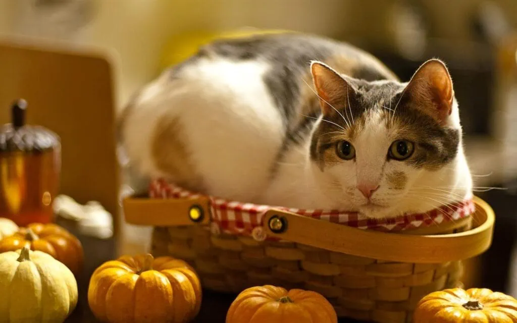 Os 15 melhores temas para windows 10 Eles estão bocejando, cochilando, relaxando nas aberturas de aquecimento e espiando pelos cantos. Quem são eles? Eles são os gatos deste tema gratuito de 10 imagens para windows.