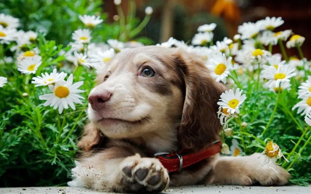 Os 15 melhores temas para windows 10 Cachorros grandes, cachorrinhos, cachorros velhos, cachorrinhos. Dê um passeio feliz com esses 14 lindos caninos sem sair de sua mesa com este tema gratuito para papéis de parede do windows 10.