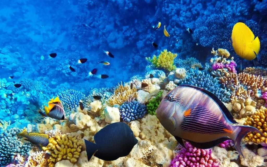 Os 15 melhores temas para windows 10 Essas fotos coloridas de recifes de coral e dos peixes que vivem neles incluem fotos de meia-água que combinam o subaquático e a paisagem em imagens únicas.