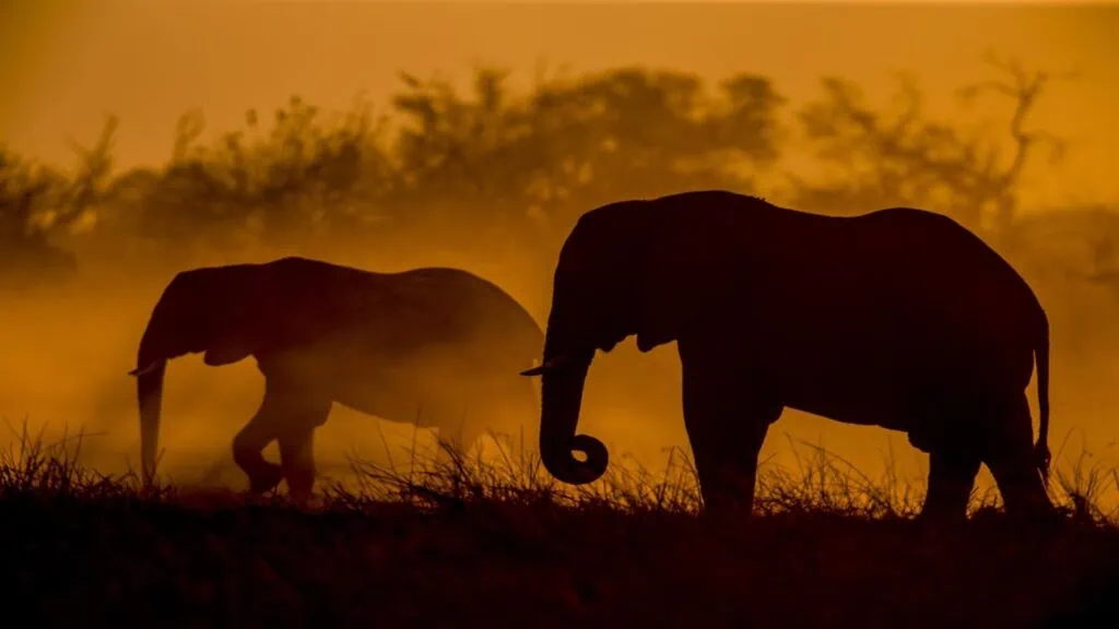 Os 15 melhores temas para windows 10 Acompanhe os passos dos fotógrafos da revista national geographic durante uma viagem para capturar a beleza da vida selvagem africana. Este conjunto premier de 12 imagens 4k é grátis para os temas para windows 10.