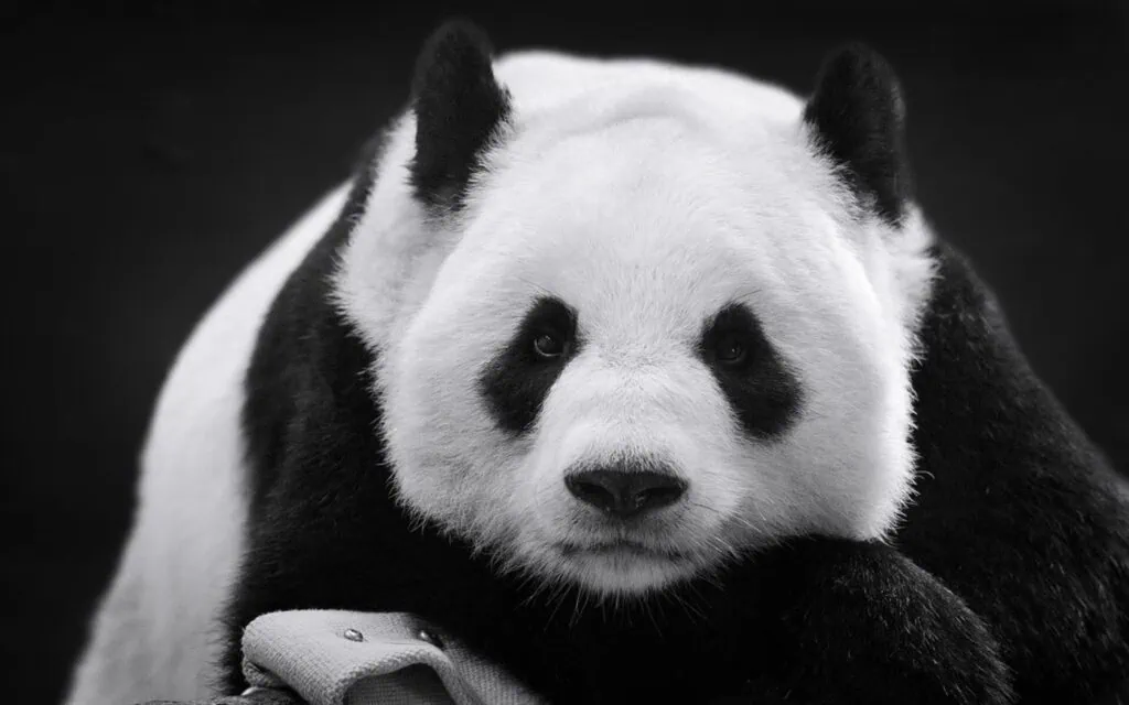 Os 15 melhores temas para windows 10 Pandas-gigantes e pandas-vermelhos vivem em harmonia neste conjunto de 16 imagens grátis.
