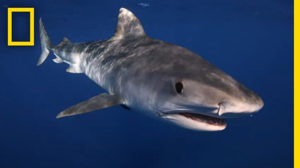 Imagem do tubarão tigre parte dos lançamentos da disney+ e star+ em outubro.