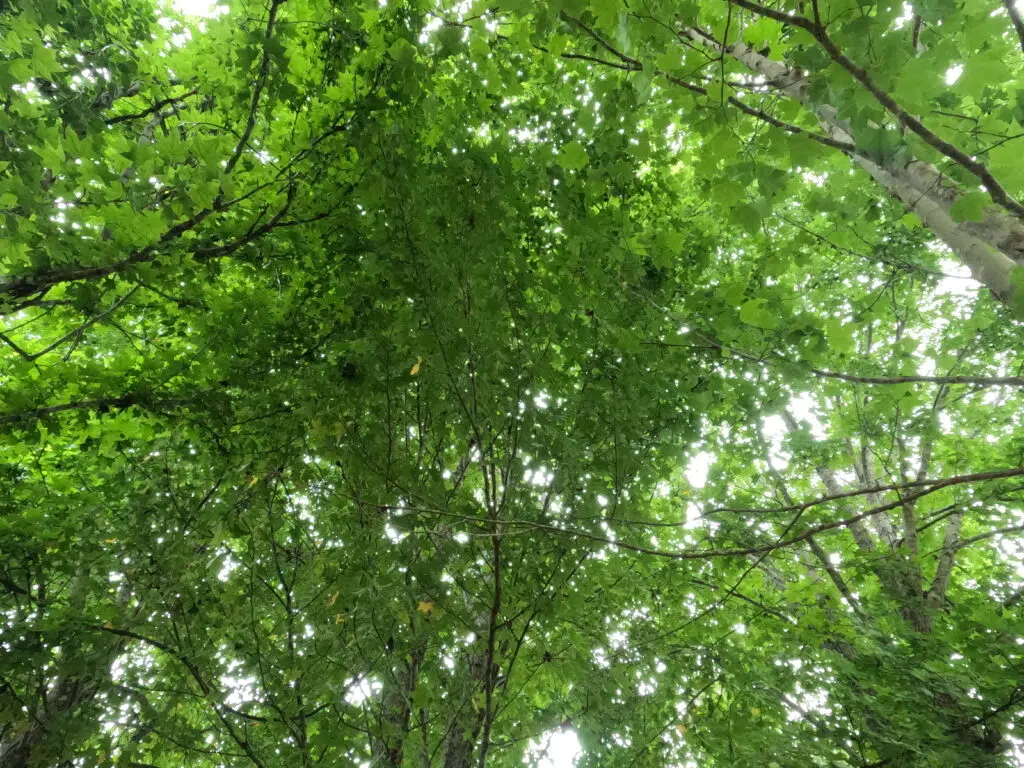 Review: gopro hero10 black Foto no modo estreito - gopro hero10 black