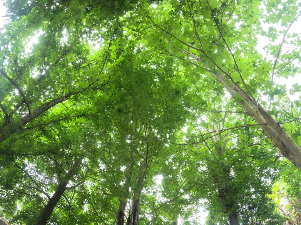 Review: gopro hero10 black Gopro hero10 black - foto no modo amplo