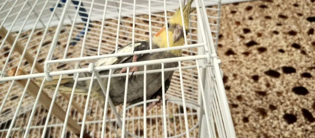 Review: smartphone infinix note10 pro surpreende com boas especificações e dois anos de garantia .