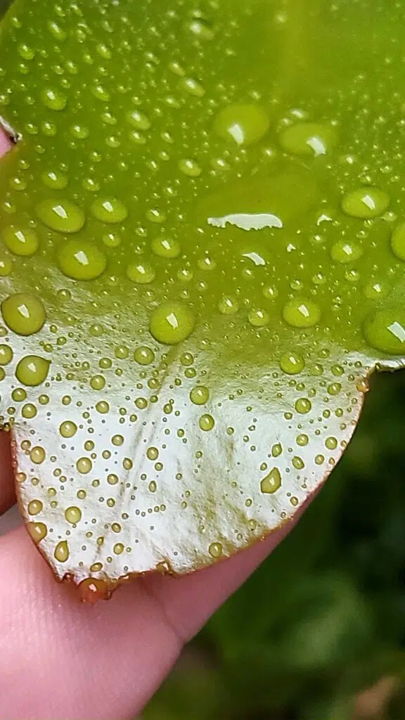 recension: galaxy z fold3 Recension: galaxy z fold3. Galaxy Z Fold3, Samsungs top-of-the-line vikbara, ger det bästa av smartphones till en gigantisk skärm med stöd för s-pen