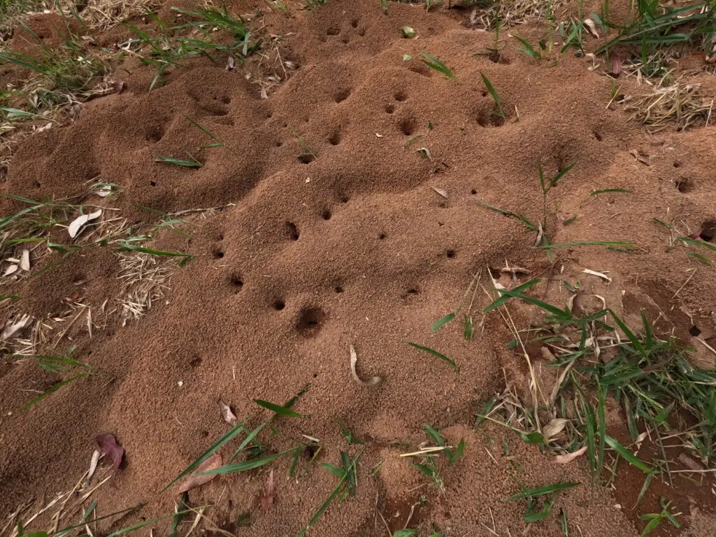 Review: gopro hero10 black Foto de um formigueiro feito com uma gopro hero10 black