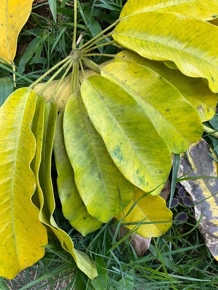 Review: ipad mini 6 é extremamente poderoso e portátil Review: ipad mini 6 é extremamente poderoso e portátil. O ipad mini 6 é pequeno, prático e poderoso. A apple acertou em cheio ao trazer o usb-c para a linha mini, que traz o processador a15 bionic do iphone 13