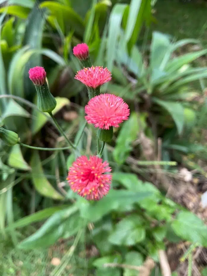 Review: ipad mini 6 é extremamente poderoso e portátil Review: ipad mini 6 é extremamente poderoso e portátil. O ipad mini 6 é pequeno, prático e poderoso. A apple acertou em cheio ao trazer o usb-c para a linha mini, que traz o processador a15 bionic do iphone 13