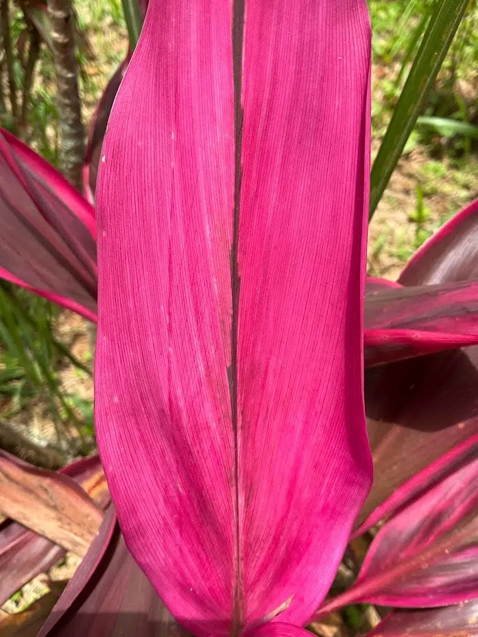 Review: ipad mini 6 é extremamente poderoso e portátil Review: ipad mini 6 é extremamente poderoso e portátil. O ipad mini 6 é pequeno, prático e poderoso. A apple acertou em cheio ao trazer o usb-c para a linha mini, que traz o processador a15 bionic do iphone 13