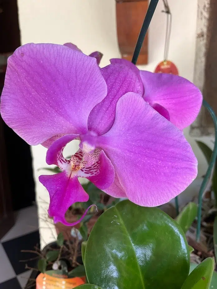 Review: ipad mini 6 é extremamente poderoso e portátil Review: ipad mini 6 é extremamente poderoso e portátil. O ipad mini 6 é pequeno, prático e poderoso. A apple acertou em cheio ao trazer o usb-c para a linha mini, que traz o processador a15 bionic do iphone 13