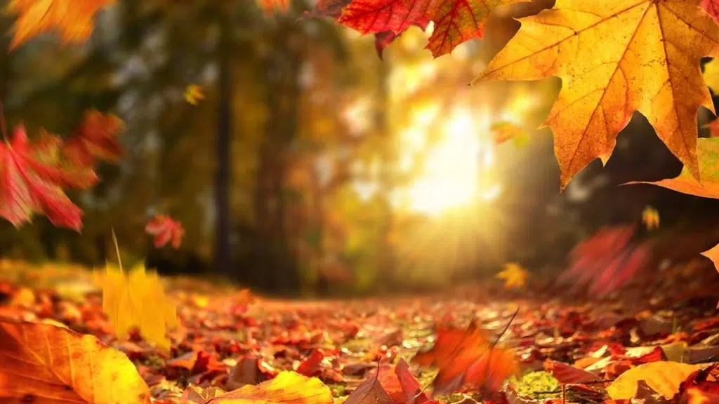 Outono no brasil: saiba o clima da estação em cada região do país Outono no brasil; saiba como será a nova estação em cada região do país