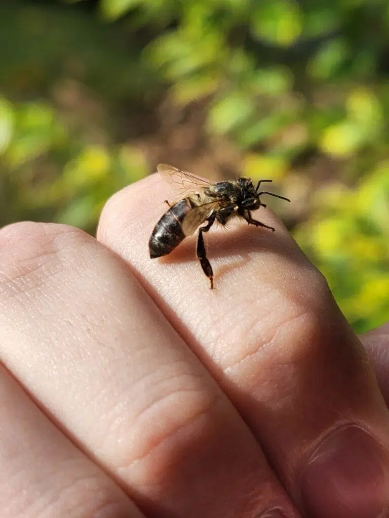 Review galaxy s22: o que tem de novo? Review galaxy s22: o que tem de novo?. O galaxy s22 traz o processador snapdragon entre as novidades, além de melhorias na câmera, principalmente à noite