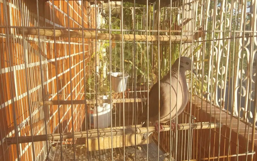 Review: galaxy tab s7 fe tem tela grande e boa bateria Foto de pássaro em uma gaiola tirada pelo galaxy tab s7 fe