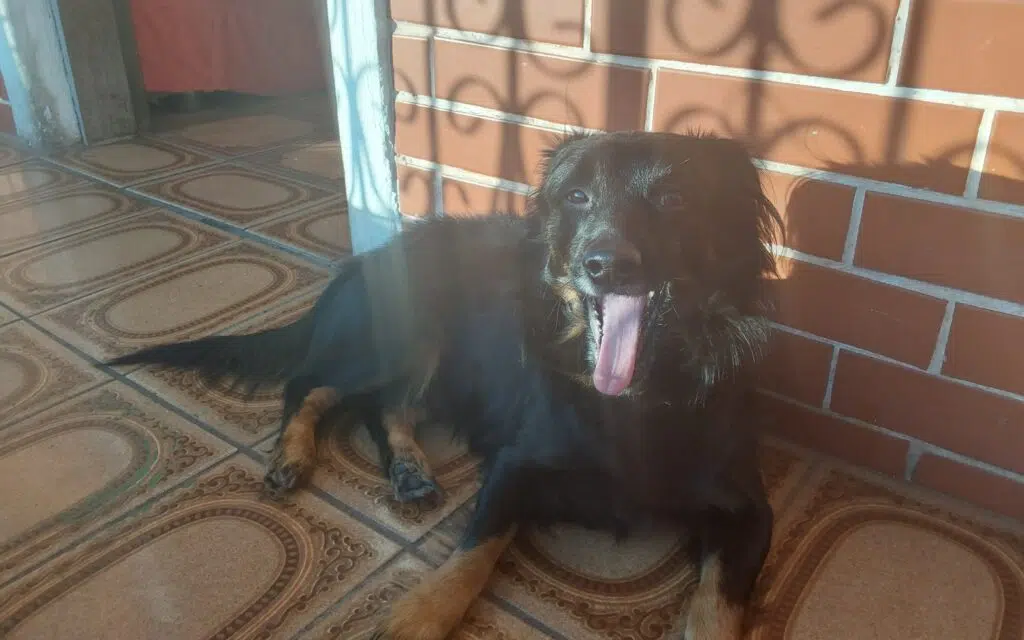 Review: galaxy tab s7 fe tem tela grande e boa bateria Foto de cachorro com câmera do galaxy tab s7 fe