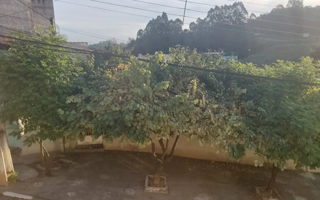 Review: galaxy tab s7 fe tem tela grande e boa bateria Foto de árvore com câmera do galaxy tab s7 fe