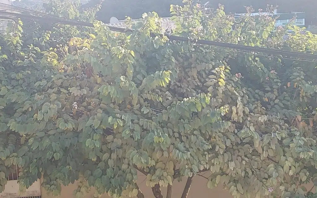 Review: galaxy tab s7 fe tem tela grande e boa bateria Foto de árvore com câmera do galaxy tab s7 fe