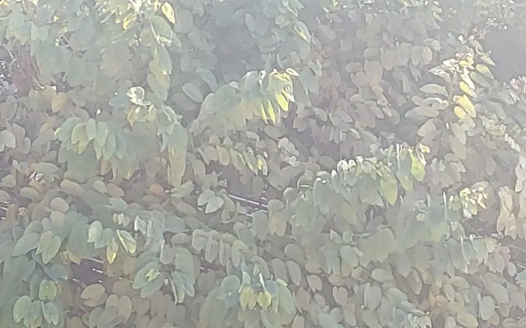 Review: galaxy tab s7 fe tem tela grande e boa bateria Foto de árvore com câmera do galaxy tab s7 fe