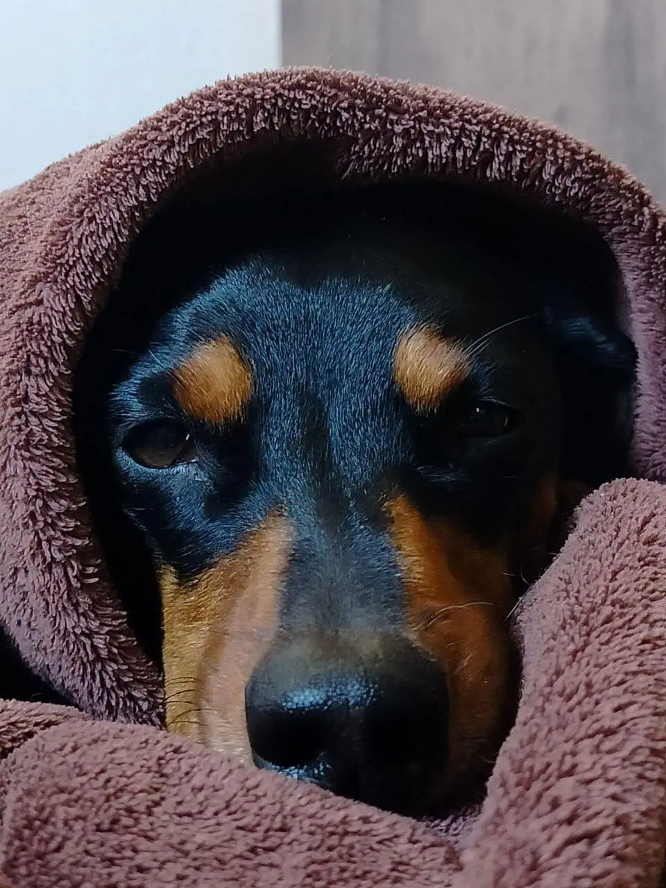 검토: realme 9는 최고급 카메라를 갖춘 중개자입니다. 이불 속의 개