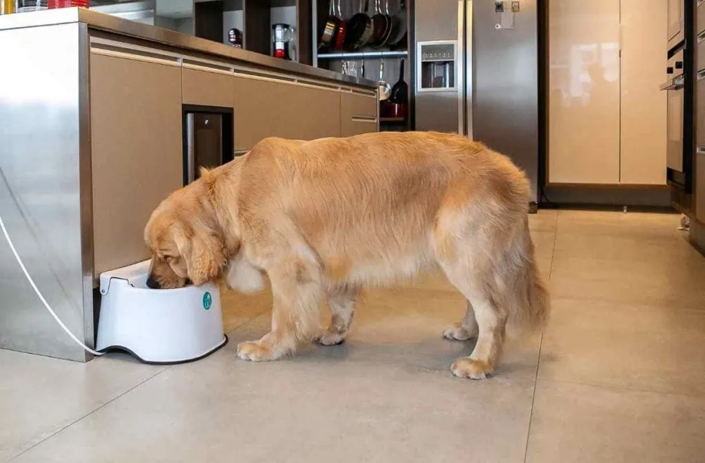 Bebedouro automático weasy oásis para pets (review) Bebedouro automático weasy oásis para pets (review). Testamos o bebedouro automático weasy oásis para pets, com controle de água e escoamento