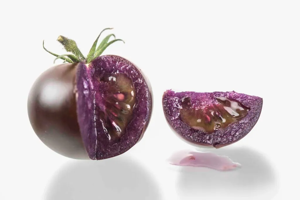 Lila Tomate? Obst mit gesundheitlichen Vorteilen wird in den USA vermarktet Lila Tomate? Obst mit gesundheitlichen Vorteilen wird in den USA vermarktet. Die lila Tomate, die mit genetischer Veränderung entwickelt wurde und positive Ergebnisse bei krebskranken Tiermeerschweinchen hatte, wurde von der FDA für die Vermarktung zugelassen