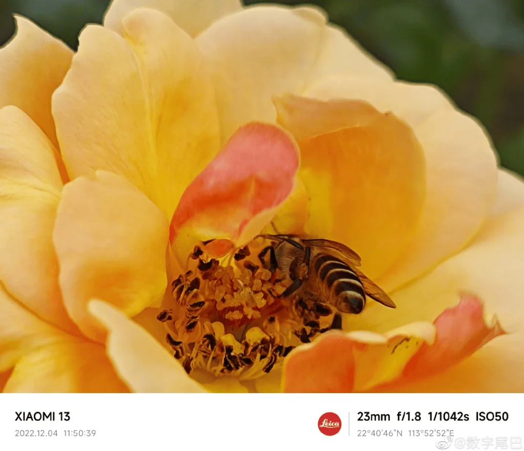 Câmera do xiaomi 13 pro pode ser a melhor em smartphones de 2023 Imagem de uma abelha polinizando uma rosa amarela, destacando a qualidade da câmera do xiaomi 13 pro.