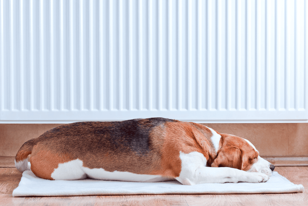 Animais de estimação e aquecimento: dicas para conforto e economia de energia.