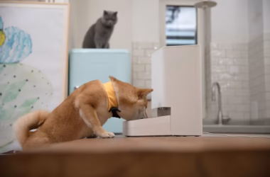 Review: alimentador inteligente para pet xiaomi economiza tempo. O alimentador inteligente para pet xiaomi é um ótimo aparelho para manter nosso pet bem alimentado mesmo à distância. Veja detalhes!