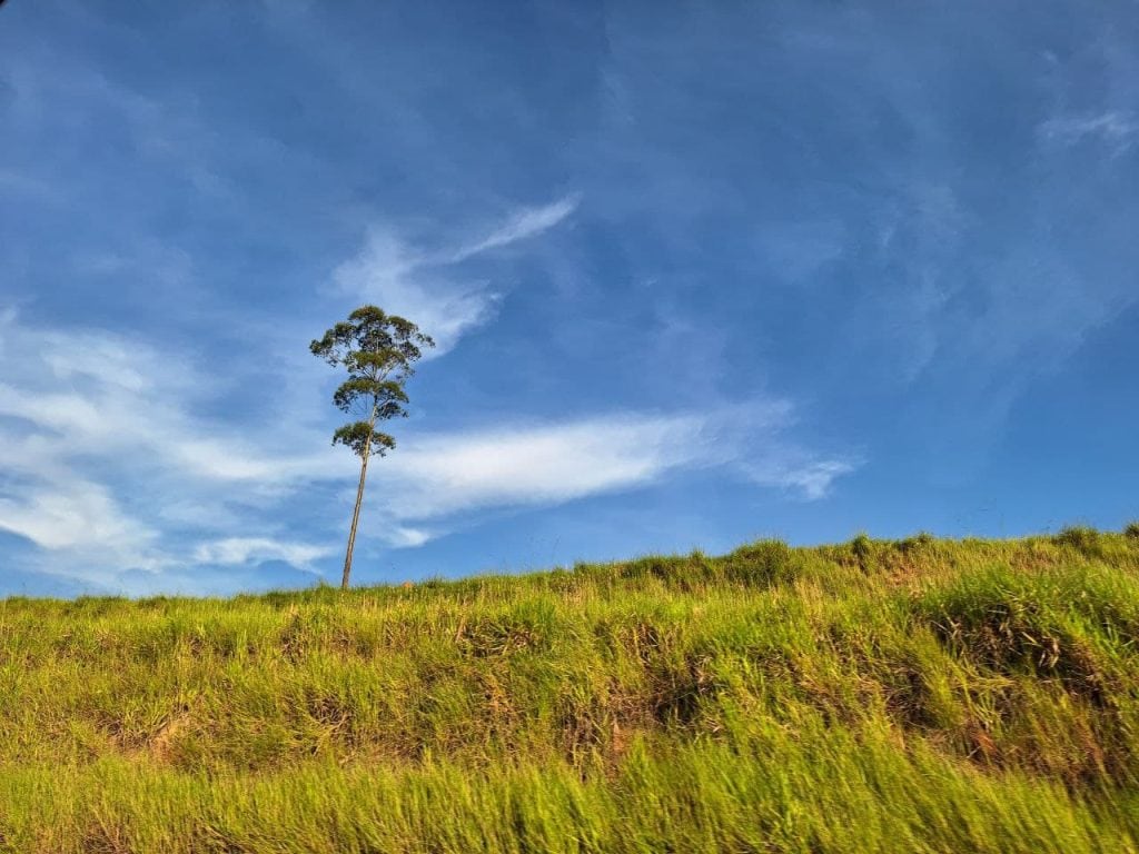 Foto tirada da natureza enquanto viajava pela estrada