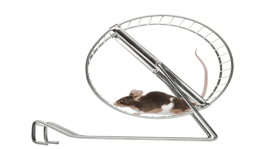 Rato na ratoeira, simbolizando exercícios à tarde.