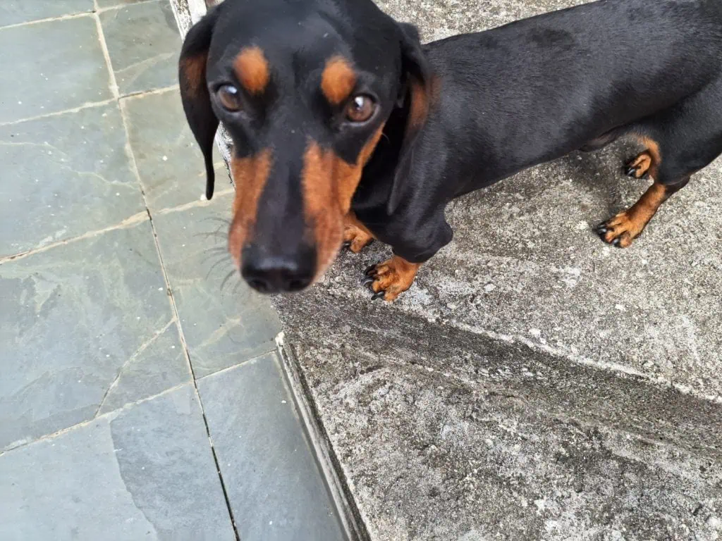 Review: galaxy m54 5g, um intermediário de respeito Cachorro salsicha capturada na câmera traseira do galaxy m54