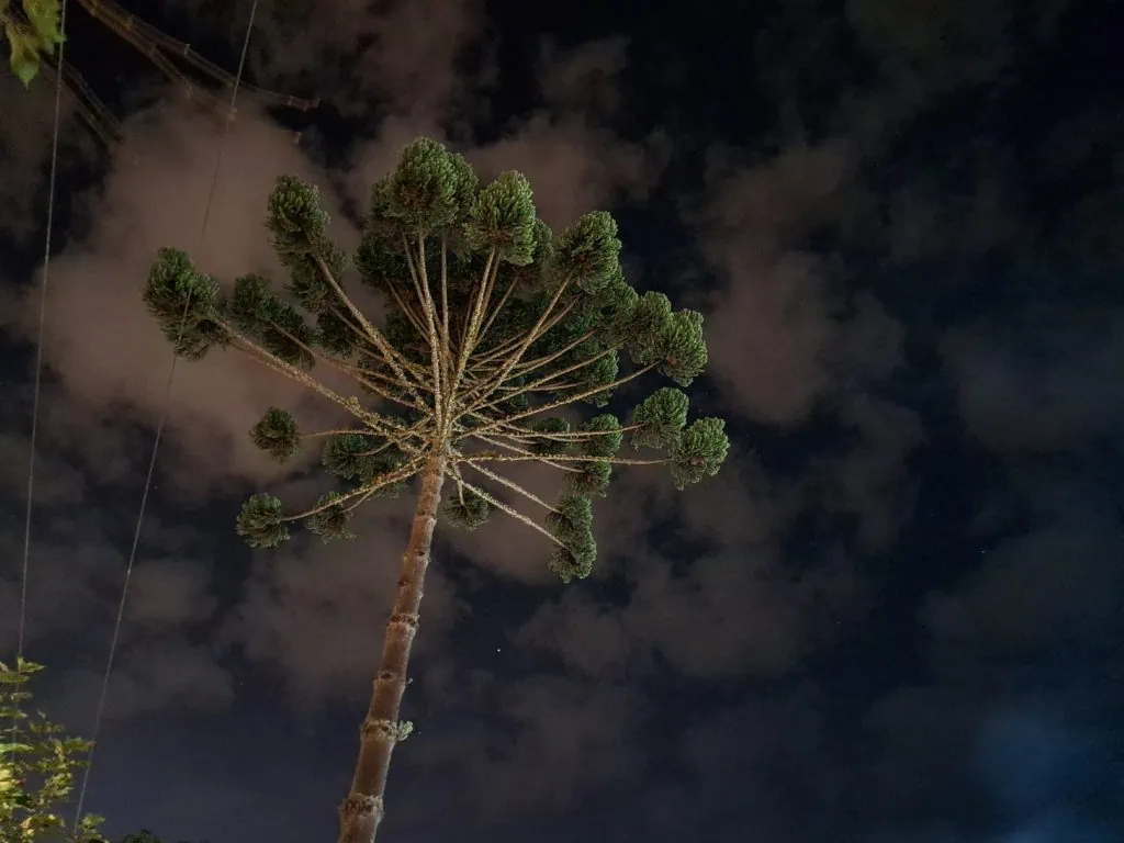 Review: galaxy m54 5g, um intermediário de respeito Árvore capturada com a câmera do galaxy m54 no modo nightography