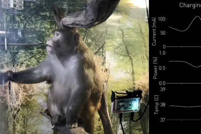 Testes em animais t alt | macaco olhando para a sua esq. , ao lado de imagens de gráficos (à dir. ), sobre fundo preto